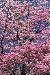 《#DRIVE Rally》Steam页面上线 卡通渲染风赛车新游